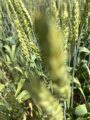 Пшеница озимая мягкая Рубин Дона АГРОАСТРА (3)